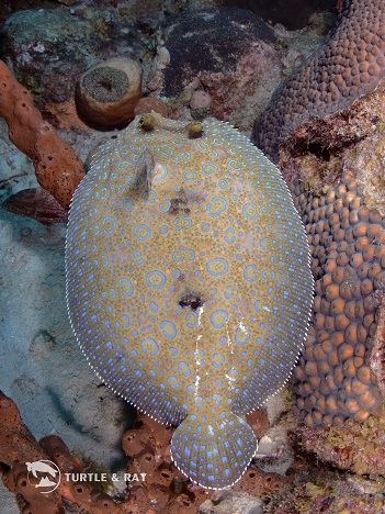 C4C Fish-tionary: A Quick Guide to some of Curaçao’s Most Commonly Seen ...